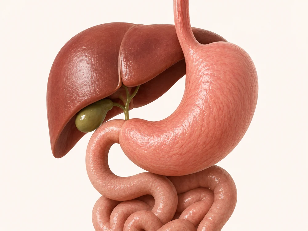 Ilustración de anatomía digestiva abdominal
